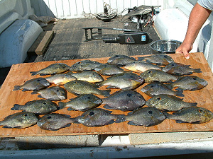 Mess of big bream...Bar-D
