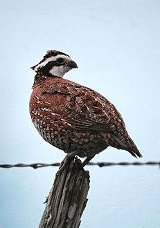 Bobwhite quail