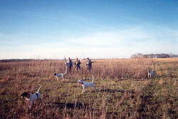 Hunters flushing quail