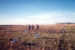 Hunters flushing quail