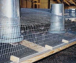 Quail cage