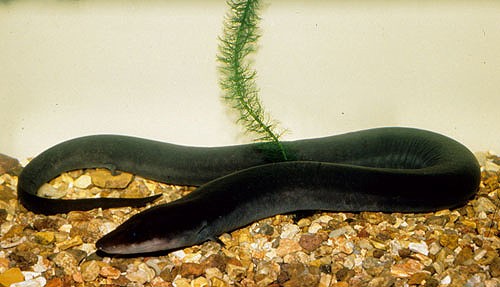 Three-toed Amphiuma