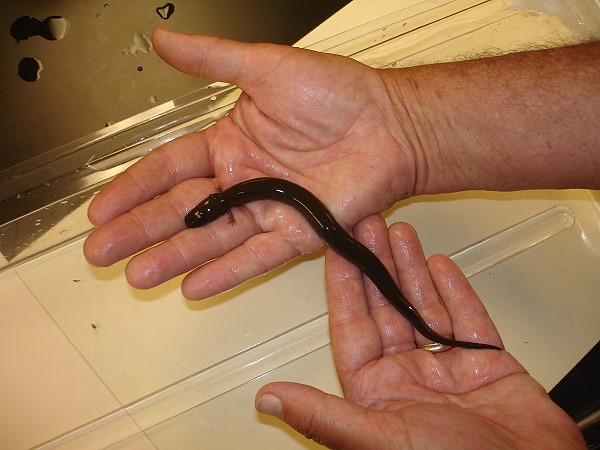 Lesser Siren in Wilson's hands