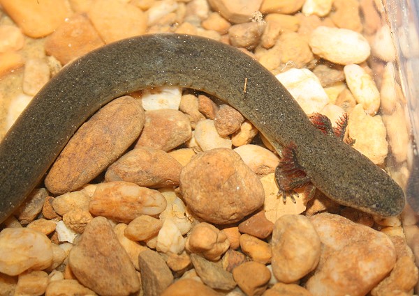 Siren intermedia