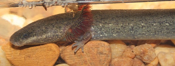 Gills and 4 toes of Siren intermedia