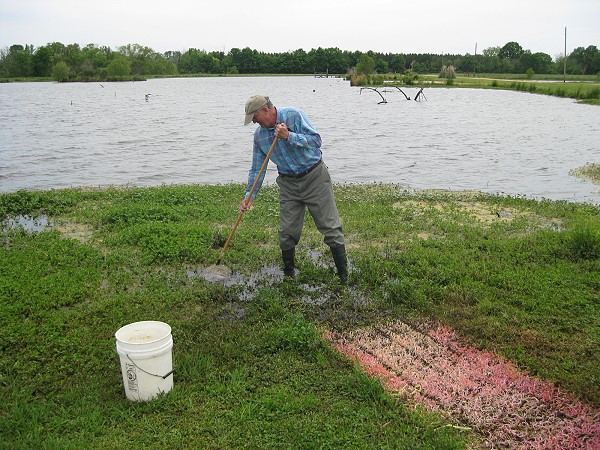 Manager Wilson collecting the Eastern Lesser Siren