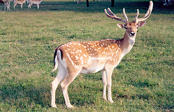 Fallow buck at Donavan Lakes Club