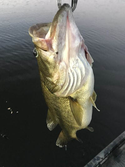 10 lb bass on flyrod, 2020.