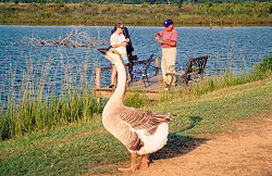 "Gander"... the Sturdivant pier goose