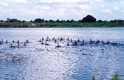 Gaggle of geese on Sturdivant Lake