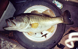 George Hinkle's big bass