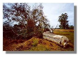 Big hackberry in Lake Inez