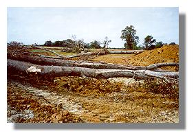 Tree structure in Lake Inez