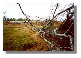 Trees pulled into Lake Inez by skidders