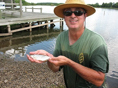 Jay with a mature Golden Shiner