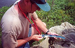 Jay Haffner measuring lenght of bream