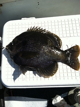 Giant bream caught by Melanie Eddy, April, 2013