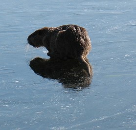 Nutria on ice, 12 Jan. 10