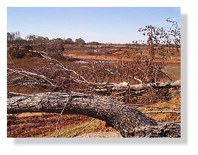 Large trees pulled into Lake Donavan to add structure