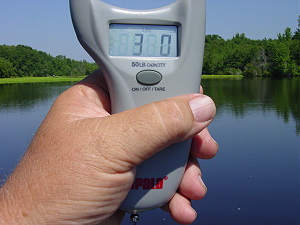 Digital scales showing weight of a 3 lb bream