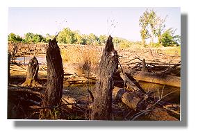 Snag Lake stump field