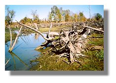 Snag Lake logs