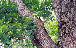 Prairia fox squirrell in a pecan tree