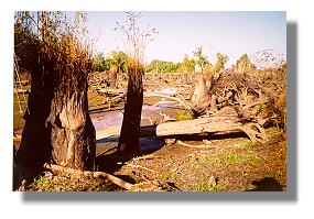 Swamp Lake is full of stumps and logs