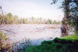 Swamp Lake showing pier