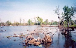 Swamp Lake, 2002
