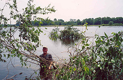 Manager Wilson placing trees for structure